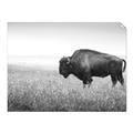 Picture of Bison Field _GroupedProduct_Rectangle_Landscape_Photography _GroupedProduct_Rectangle_Landscape_Unframed_Print_Only_