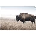 Picture of Bison Field _GroupedProduct_Rectangle_Landscape_Photography _GroupedProduct_Rectangle_Landscape_Unframed_Print_Only_