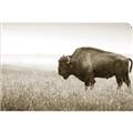 Picture of Bison Field _GroupedProduct_Rectangle_Landscape_Photography _GroupedProduct_Rectangle_Landscape_Unframed_Print_Only_
