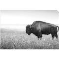 Picture of Bison Field _GroupedProduct_Rectangle_Landscape_Photography _GroupedProduct_Rectangle_Landscape_Unframed_Print_Only_