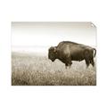 Picture of Bison Field _GroupedProduct_Rectangle_Landscape_Photography _GroupedProduct_Rectangle_Landscape_Unframed_Print_Only_