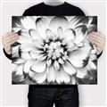 Picture of Black and White Flower _GroupedProduct_Rectangle_Landscape_Photography _GroupedProduct_Rectangle_Landscape_Canvas_