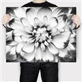 Picture of Black and White Flower _GroupedProduct_Rectangle_Landscape_Photography _GroupedProduct_Rectangle_Landscape_Canvas_