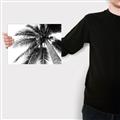 Picture of Black Palm  _GroupedProduct_Rectangle_Landscape_Photography _GroupedProduct_Rectangle_Landscape_Canvas_