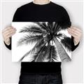 Picture of Black Palm  _GroupedProduct_Rectangle_Landscape_Photography _GroupedProduct_Rectangle_Landscape_Canvas_