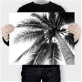 Picture of Black Palm  _GroupedProduct_Rectangle_Landscape_Photography _GroupedProduct_Rectangle_Landscape_Canvas_