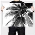 Picture of Black Palm  _GroupedProduct_Rectangle_Landscape_Photography _GroupedProduct_Rectangle_Landscape_Canvas_
