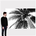Picture of Black Palm  _GroupedProduct_Rectangle_Landscape_Photography _GroupedProduct_Rectangle_Landscape_Canvas_