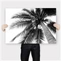 Picture of Black Palm  _GroupedProduct_Rectangle_Landscape_Photography _GroupedProduct_Rectangle_Landscape_Canvas_