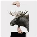 Picture of Moose _GroupedProduct_Rectangle_Portrait_Photography _GroupedProduct_Rectangle_Portrait_Canvas_