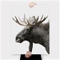 Picture of Moose _GroupedProduct_Rectangle_Portrait_Photography _GroupedProduct_Rectangle_Portrait_Canvas_