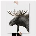Picture of Moose _GroupedProduct_Rectangle_Portrait_Photography _GroupedProduct_Rectangle_Portrait_Canvas_