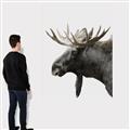 Picture of Moose _GroupedProduct_Rectangle_Portrait_Photography _GroupedProduct_Rectangle_Portrait_Canvas_
