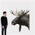 Picture of Moose _GroupedProduct_Rectangle_Portrait_Photography _GroupedProduct_Rectangle_Portrait_Canvas_