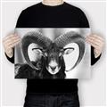 Picture of The Ram _GroupedProduct_Rectangle_Landscape_Photography _GroupedProduct_Rectangle_Landscape_Canvas_