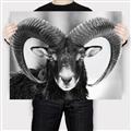 Picture of The Ram _GroupedProduct_Rectangle_Landscape_Photography _GroupedProduct_Rectangle_Landscape_Canvas_
