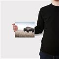 Picture of Bison Field _GroupedProduct_Rectangle_Landscape_Photography _GroupedProduct_Rectangle_Landscape_Canvas_