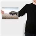 Picture of Bison Field _GroupedProduct_Rectangle_Landscape_Photography _GroupedProduct_Rectangle_Landscape_Canvas_