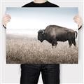 Picture of Bison Field _GroupedProduct_Rectangle_Landscape_Photography _GroupedProduct_Rectangle_Landscape_Canvas_