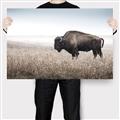 Picture of Bison Field _GroupedProduct_Rectangle_Landscape_Photography _GroupedProduct_Rectangle_Landscape_Canvas_