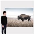 Picture of Bison Field _GroupedProduct_Rectangle_Landscape_Photography _GroupedProduct_Rectangle_Landscape_Canvas_