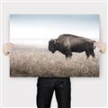 Picture of Bison Field _GroupedProduct_Rectangle_Landscape_Photography _GroupedProduct_Rectangle_Landscape_Canvas_