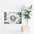 Picture of Black and White Flower _GroupedProduct_Rectangle_Landscape_Photography _GroupedProduct_Rectangle_Landscape_Canvas_