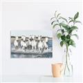 Picture of White Horses _GroupedProduct_Rectangle_Landscape_Photography _GroupedProduct_Rectangle_Landscape_Canvas_
