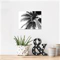 Picture of Black Palm  _GroupedProduct_Rectangle_Landscape_Photography _GroupedProduct_Rectangle_Landscape_Canvas_