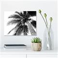 Picture of Black Palm  _GroupedProduct_Rectangle_Landscape_Photography _GroupedProduct_Rectangle_Landscape_Canvas_