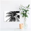 Picture of Black Palm  _GroupedProduct_Rectangle_Landscape_Photography _GroupedProduct_Rectangle_Landscape_Canvas_
