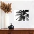Picture of Black Palm  _GroupedProduct_Rectangle_Landscape_Photography _GroupedProduct_Rectangle_Landscape_Canvas_