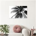 Picture of Black Palm  _GroupedProduct_Rectangle_Landscape_Photography _GroupedProduct_Rectangle_Landscape_Canvas_