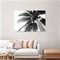 Picture of Black Palm  _GroupedProduct_Rectangle_Landscape_Photography _GroupedProduct_Rectangle_Landscape_Canvas_