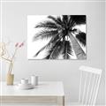 Picture of Black Palm  _GroupedProduct_Rectangle_Landscape_Photography _GroupedProduct_Rectangle_Landscape_Canvas_
