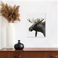 Picture of Moose _GroupedProduct_Rectangle_Portrait_Photography _GroupedProduct_Rectangle_Portrait_Canvas_