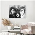 Picture of The Ram _GroupedProduct_Rectangle_Landscape_Photography _GroupedProduct_Rectangle_Landscape_Canvas_