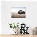 Picture of Bison Field _GroupedProduct_Rectangle_Landscape_Photography _GroupedProduct_Rectangle_Landscape_Canvas_