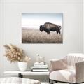 Picture of Bison Field _GroupedProduct_Rectangle_Landscape_Photography _GroupedProduct_Rectangle_Landscape_Canvas_