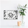 Picture of Black and White Flower _GroupedProduct_Rectangle_Landscape_Photography _GroupedProduct_Rectangle_Landscape_Canvas_Framed_