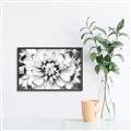 Picture of Black and White Flower _GroupedProduct_Rectangle_Landscape_Photography _GroupedProduct_Rectangle_Landscape_Canvas_Framed_