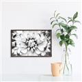 Picture of Black and White Flower _GroupedProduct_Rectangle_Landscape_Photography _GroupedProduct_Rectangle_Landscape_Canvas_Framed_