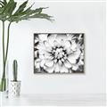 Picture of Black and White Flower _GroupedProduct_Rectangle_Landscape_Photography _GroupedProduct_Rectangle_Landscape_Canvas_Framed_