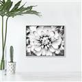 Picture of Black and White Flower _GroupedProduct_Rectangle_Landscape_Photography _GroupedProduct_Rectangle_Landscape_Canvas_Framed_