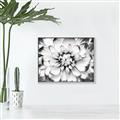 Picture of Black and White Flower _GroupedProduct_Rectangle_Landscape_Photography _GroupedProduct_Rectangle_Landscape_Canvas_Framed_