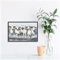 Picture of White Horses _GroupedProduct_Rectangle_Landscape_Photography _GroupedProduct_Rectangle_Landscape_Canvas_Framed_