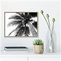 Picture of Black Palm  _GroupedProduct_Rectangle_Landscape_Photography _GroupedProduct_Rectangle_Landscape_Canvas_Framed_