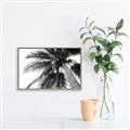 Picture of Black Palm  _GroupedProduct_Rectangle_Landscape_Photography _GroupedProduct_Rectangle_Landscape_Canvas_Framed_