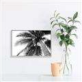 Picture of Black Palm  _GroupedProduct_Rectangle_Landscape_Photography _GroupedProduct_Rectangle_Landscape_Canvas_Framed_
