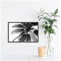 Picture of Black Palm  _GroupedProduct_Rectangle_Landscape_Photography _GroupedProduct_Rectangle_Landscape_Canvas_Framed_